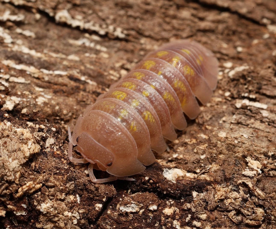 Multicolored pill bug on a wooden surface