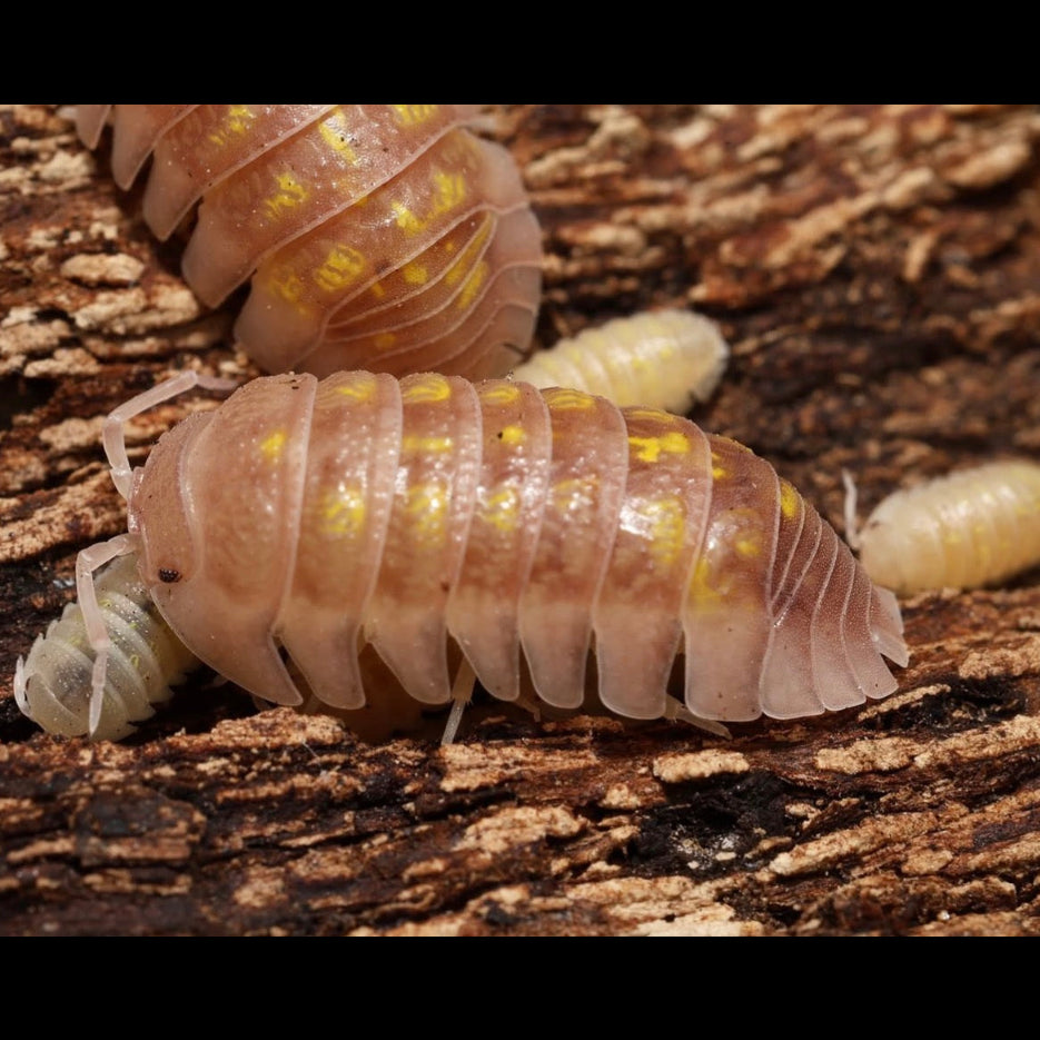 Two pill bugs on a wooden surface