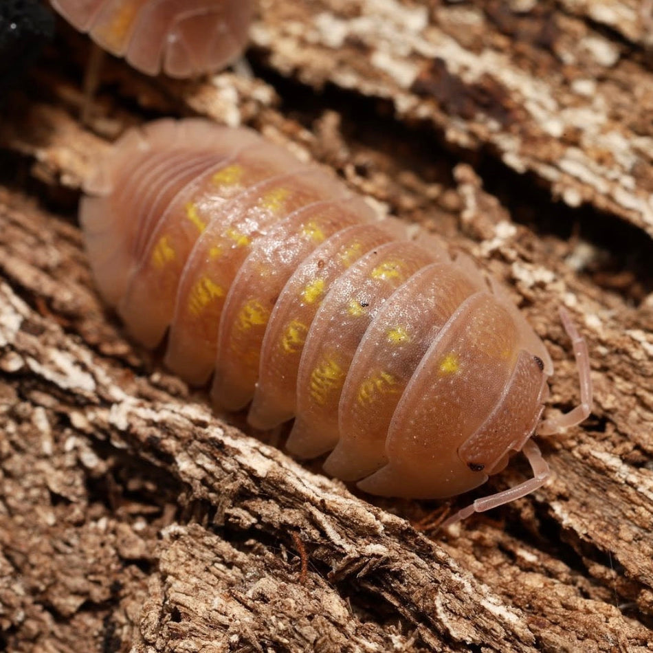 Multicolored pill bug on a wooden surface