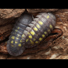 Armadillidium granulatum