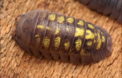 Armadillidium granulatum