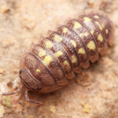 Armadillidium granulatum