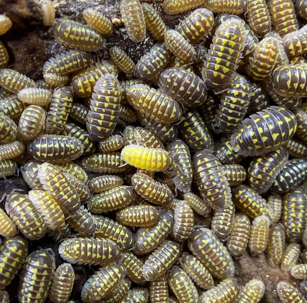 Armadillidium gestroi
