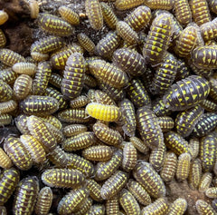 Armadillidium gestroi