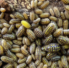 Armadillidium gestroi