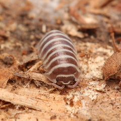 Armadillidium maculatum “Chocolate Zebra”
