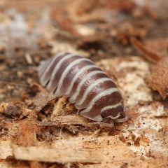 Armadillidium maculatum “Chocolate Zebra”