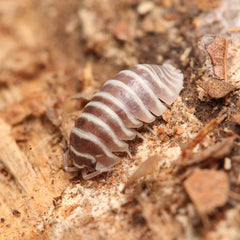 Armadillidium maculatum “Chocolate Zebra”