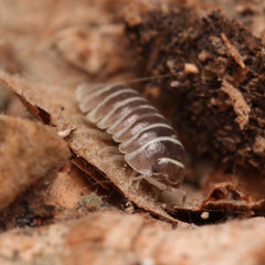 Striped millipede on a brown leafy background