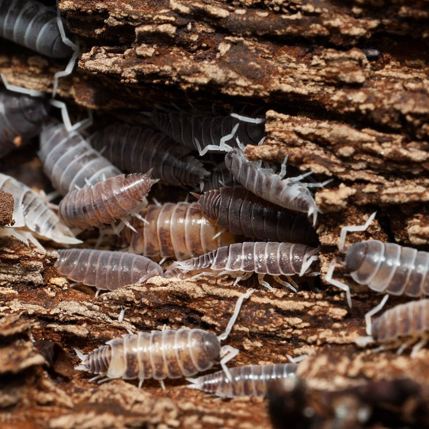 Isopods on a piece of wood