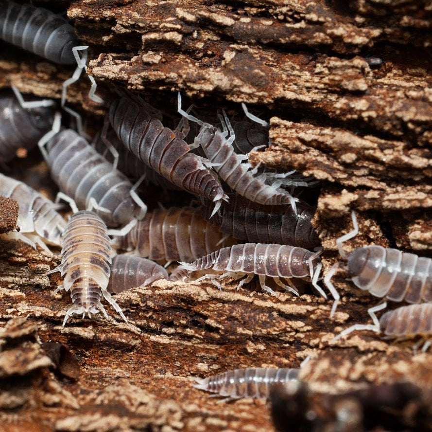 Isopods on a piece of wood