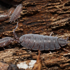 Woodlice on a piece of wood