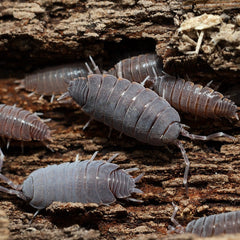 Powder Blues - (Porcellionides Priunosus Blue)