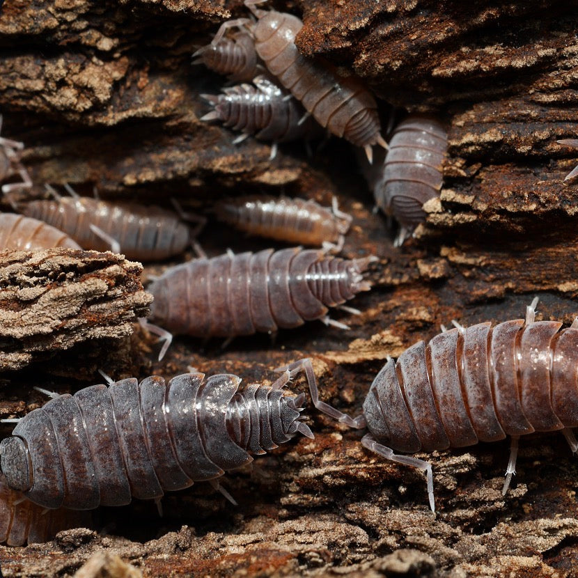 Insects on a wooden surface