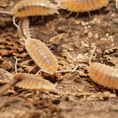 Powder Whites - (Porcellionides Pruinosus White)