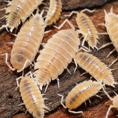 Powder Whites - (Porcellionides Pruinosus White)