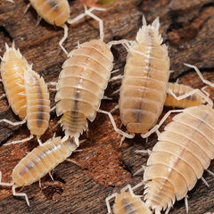 Isopods on a wooden surface