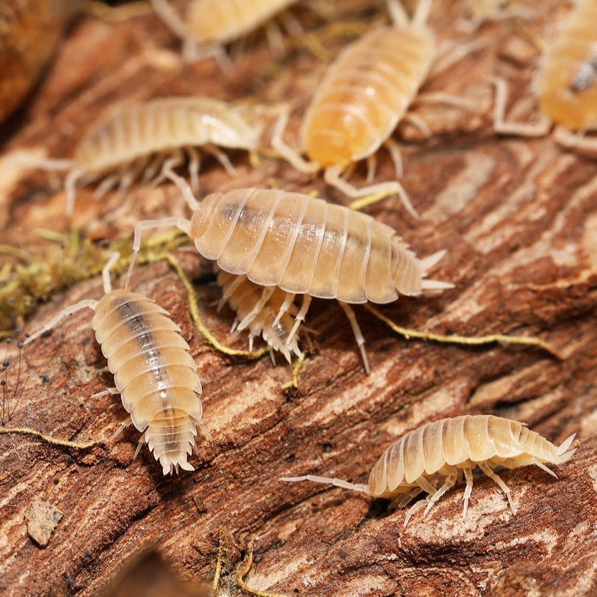 Isopods on a wooden surface
