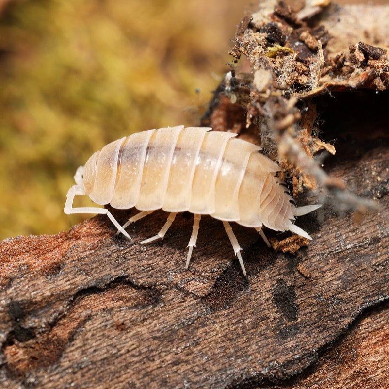 Isopod on a piece of wood with a blurred natural background
