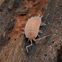 Isopod on a wooden surface