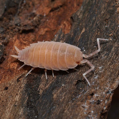 Powder Pinks - (Porcellionides Pruinosus Pink)