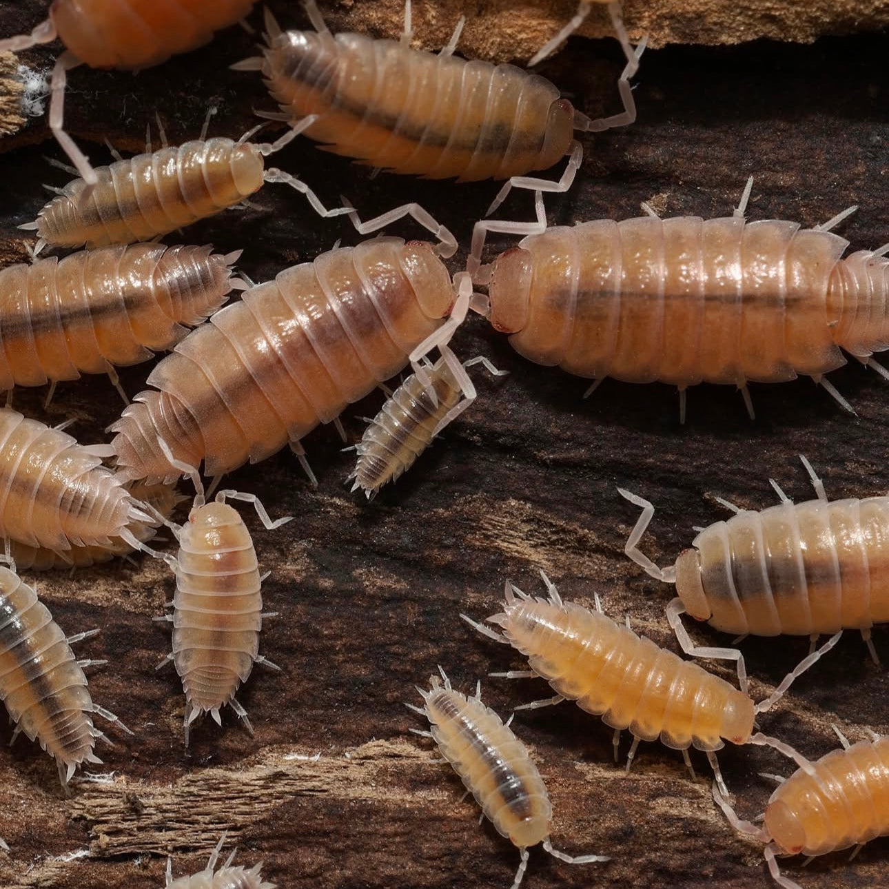 Isopods on a wooden surface
