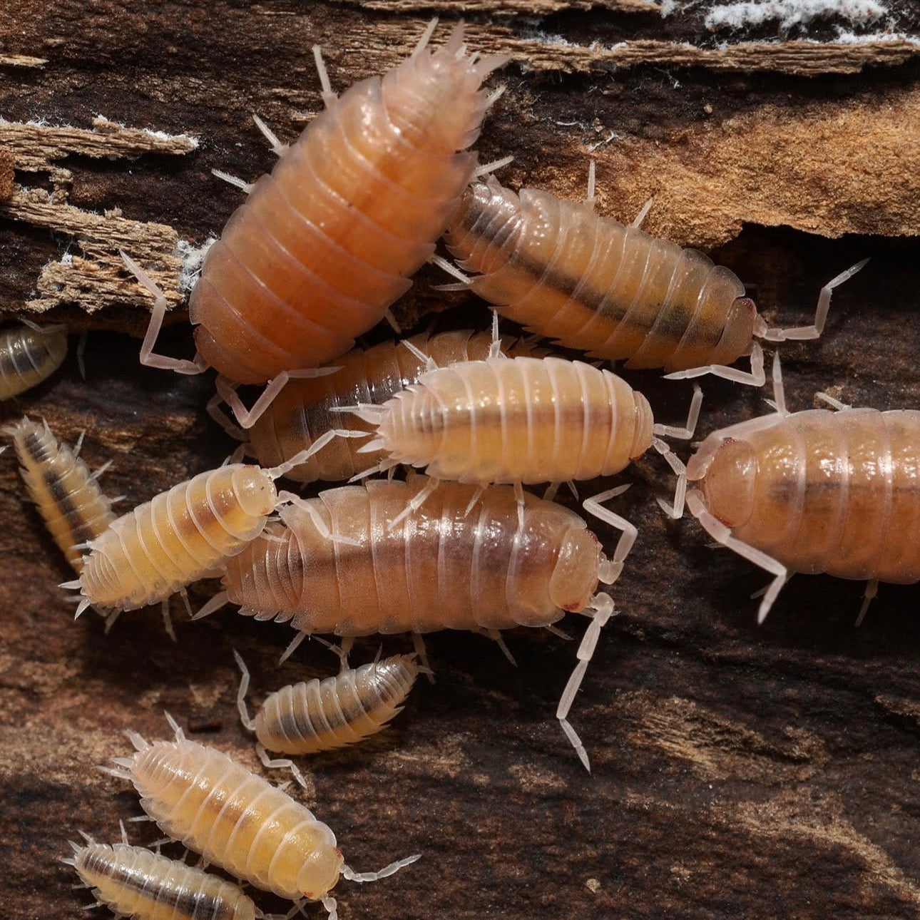 Insects on a wooden surface