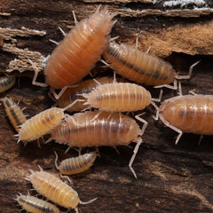 Insects on a wooden surface