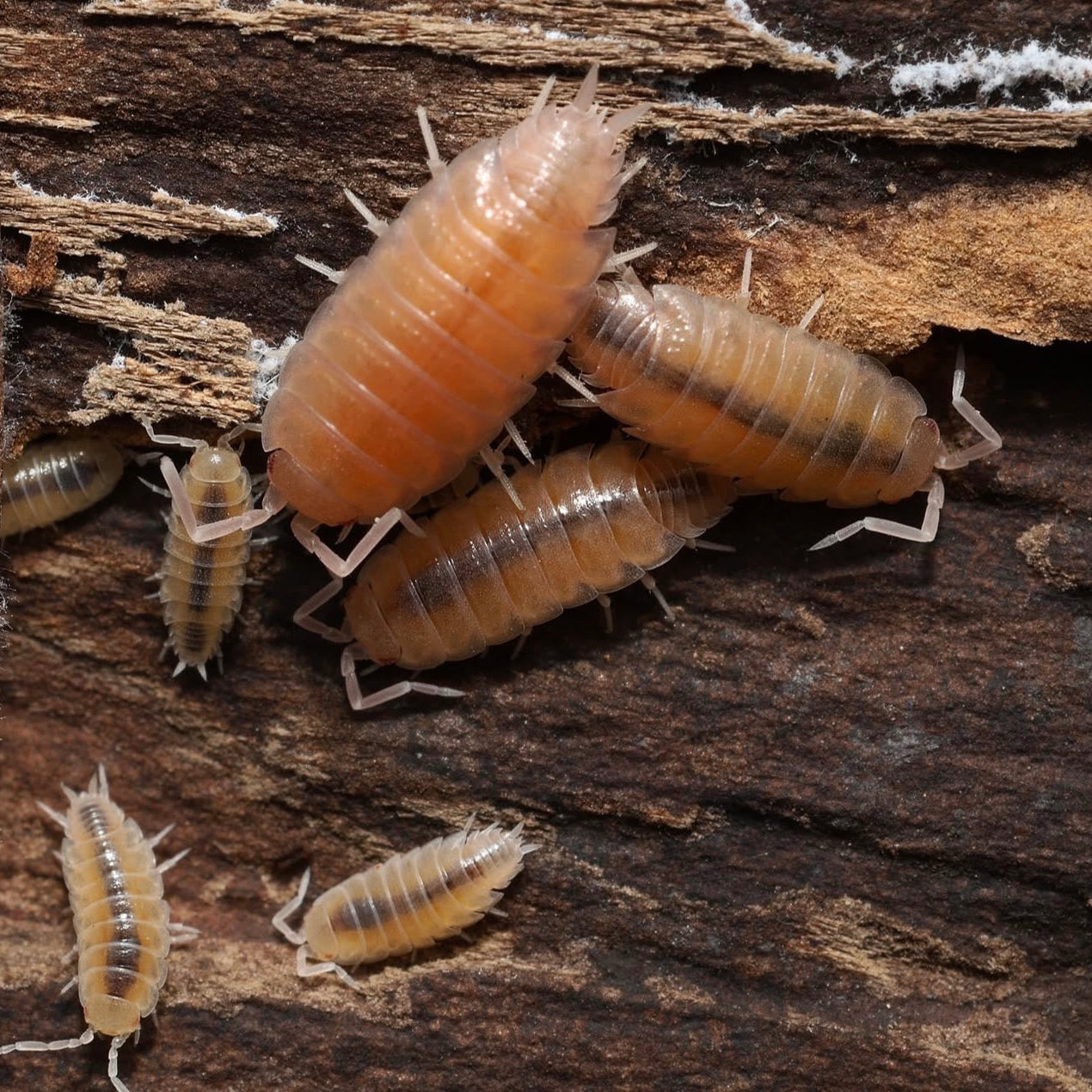 Isopods on a wooden surface