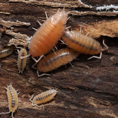 Isopods on a wooden surface