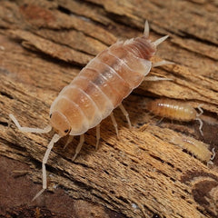 Butter Pecan Powders - Porcellionides pruinosus “Butter Pecan”