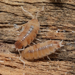 Butter Pecan Powders - Porcellionides pruinosus “Butter Pecan”