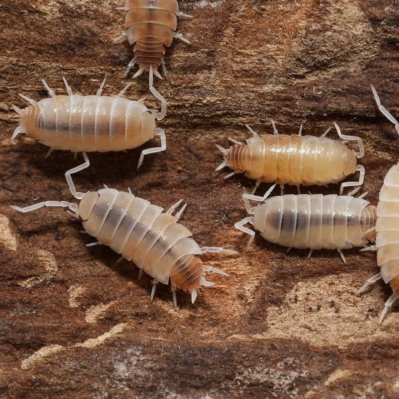 Insects on a wooden surface