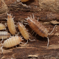 Isopods on a wooden surface