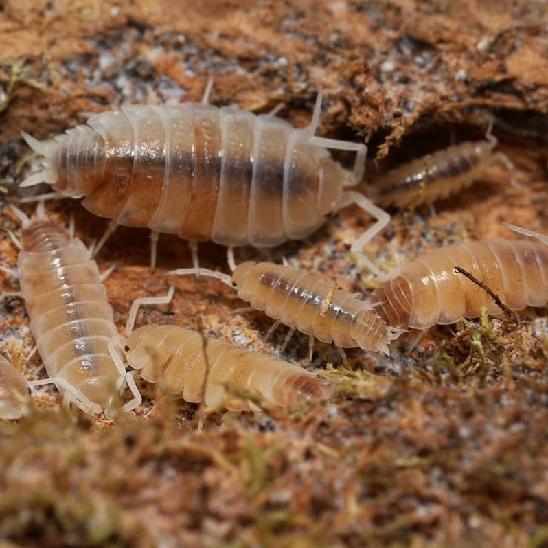 Isopods on a wooden surface with moss