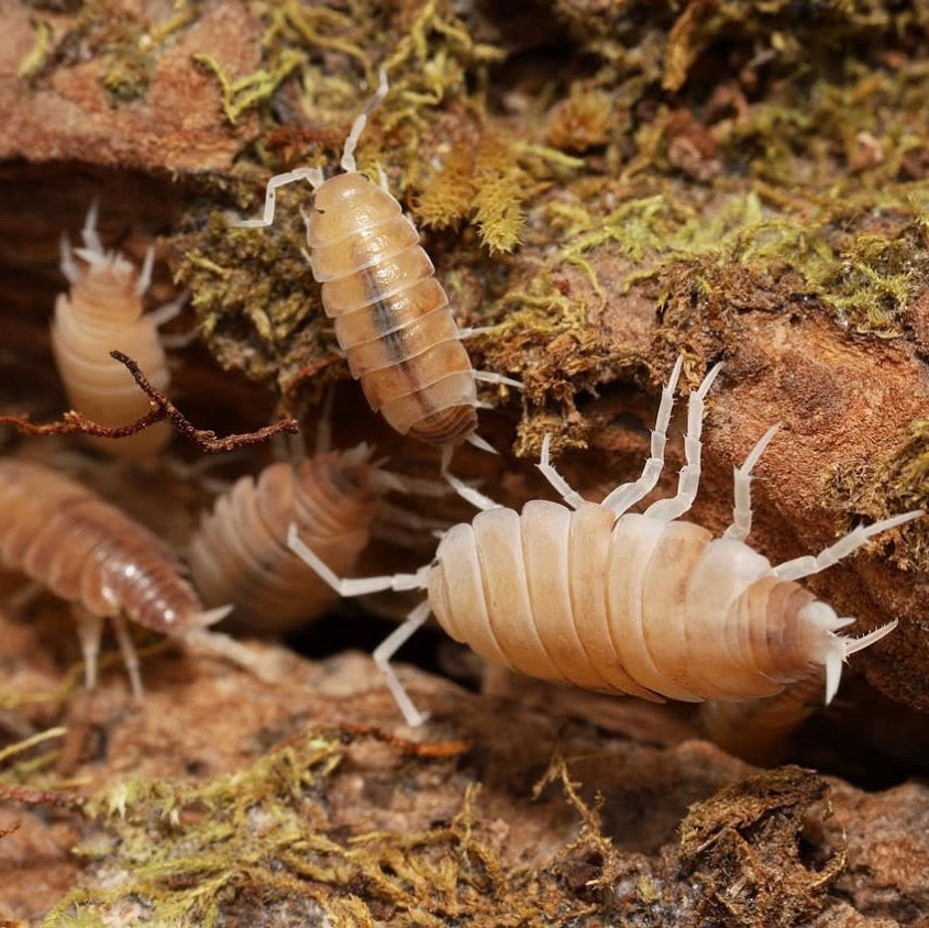 Isopods on a rocky and mossy surface