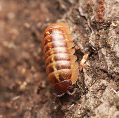 Armadillidium sp. “Punta Cana”