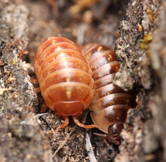 Armadillidium sp. “Punta Cana”