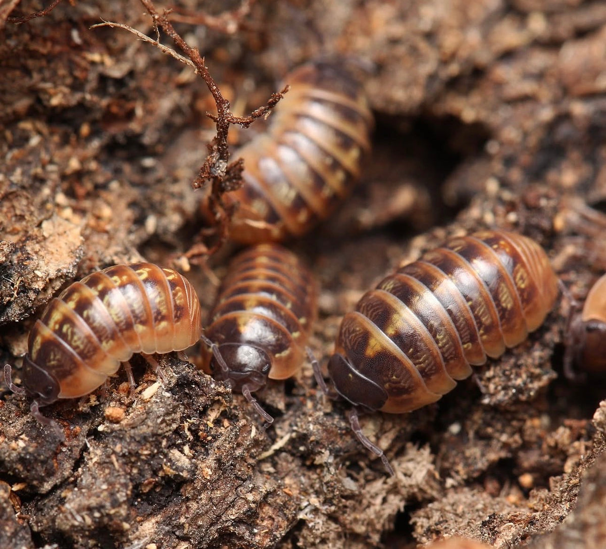 Armadillidium sp. “Punta Cana”