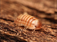 Armadillidium sp. “Rare Gems”