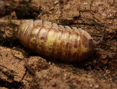 Armadillidium sp. “Rare Gems”