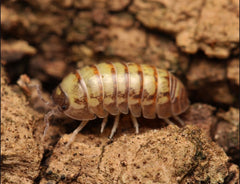 Armadillidium sp. “Rare Gems”