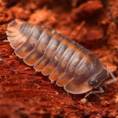 Isopod on a wooden surface