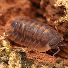 Cubaris sp. "Phi Pun Tiger"