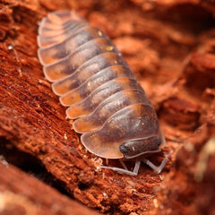 Isopod on a wooden surface