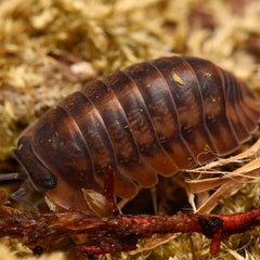 Isopod on a branch with a mossy background