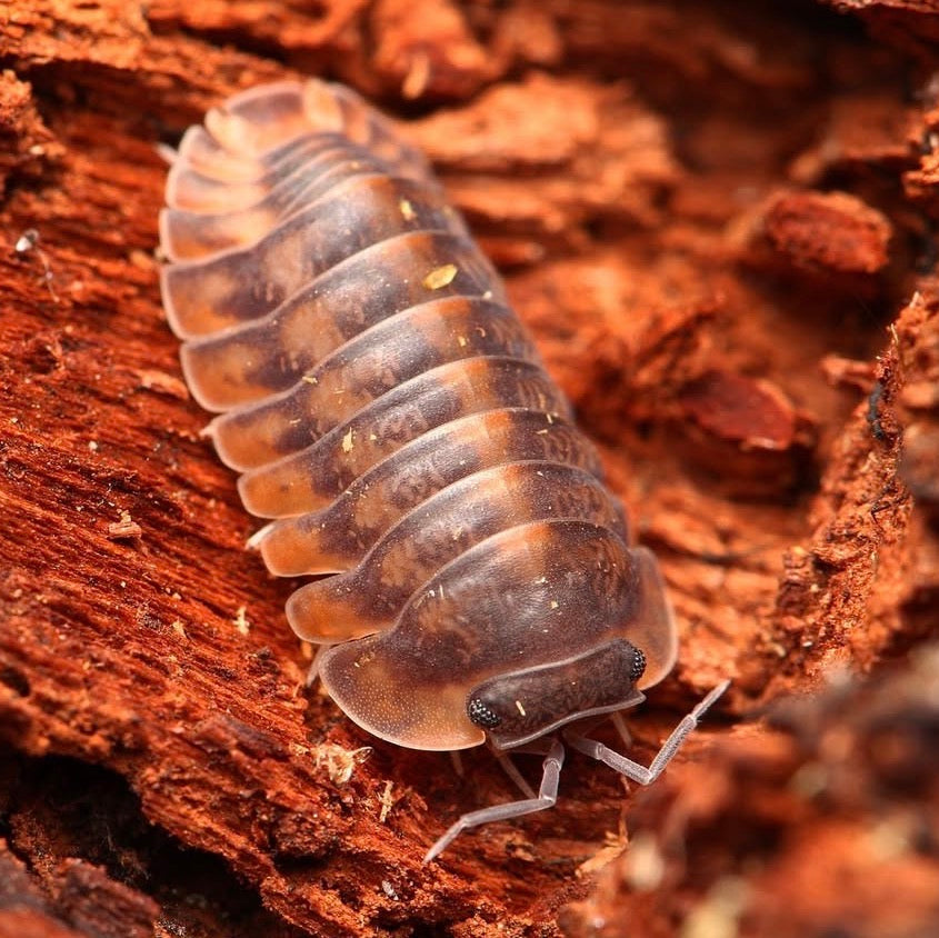 Isopod on a piece of wood