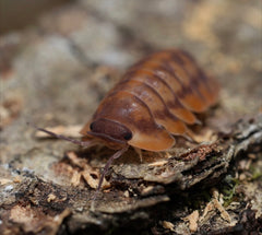 Cubaris sp. "Red Tiger"