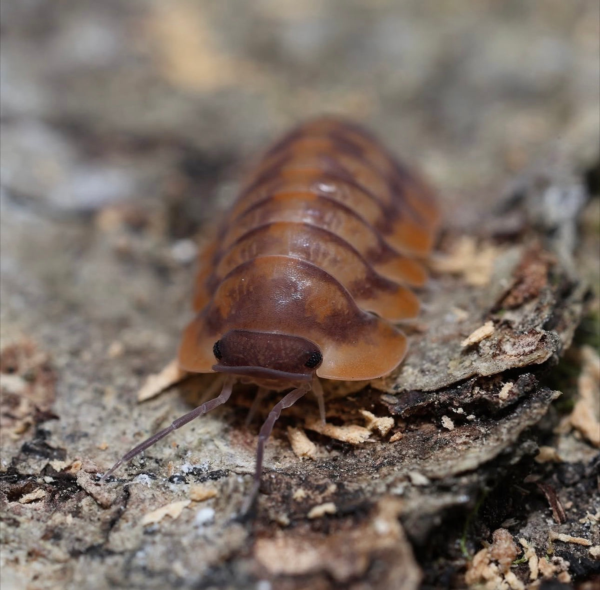 Cubaris sp. "Red Tiger"