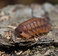 Cubaris sp. "Red Tiger"